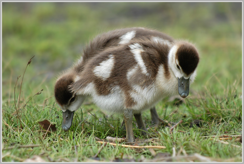 Siamesische Zwillinge - Nilgans