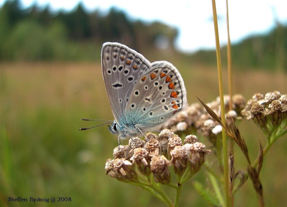 Bläuling im Spätsommer