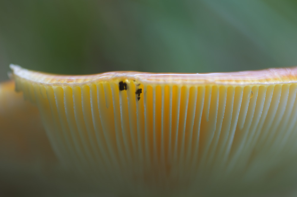Fliegenpilz