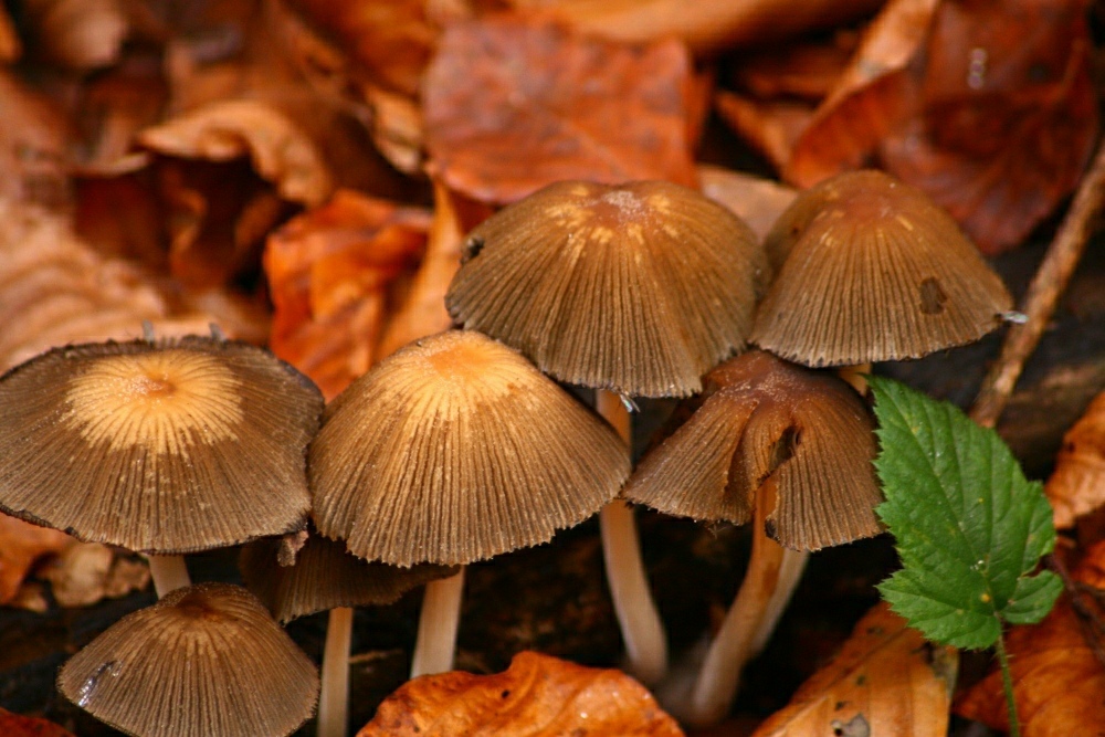 Herbst im Wald