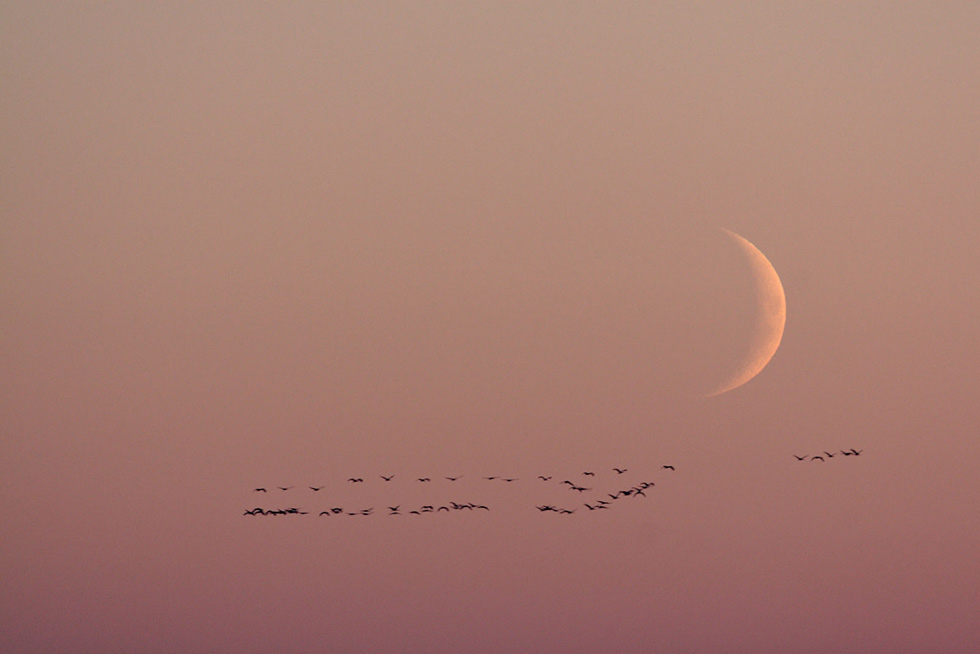 Kraniche im Flug bei Nacht