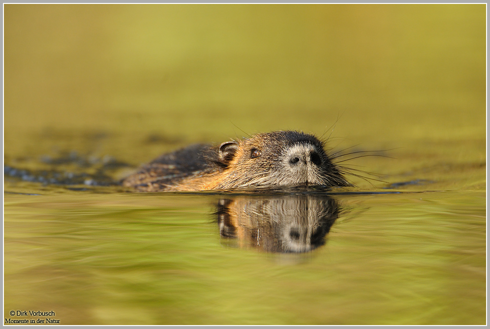 Nutria (Myocastor coypus)