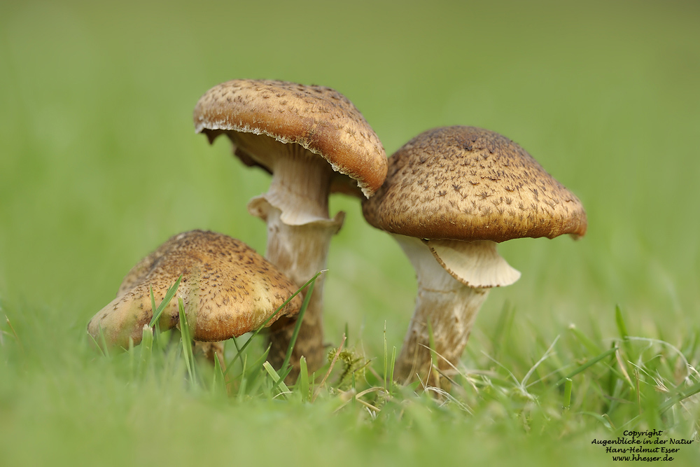 Hallimasch (Armillaria mellea)