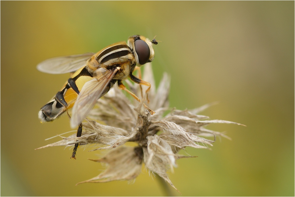 Helophilus