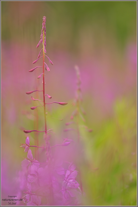 Schmalblättriges Weidenröschen (Epilobium angustifolium)