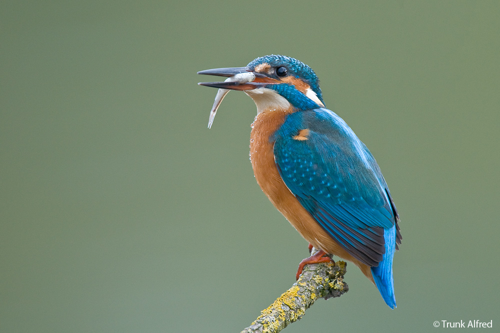 Und wieder gibt es Fisch