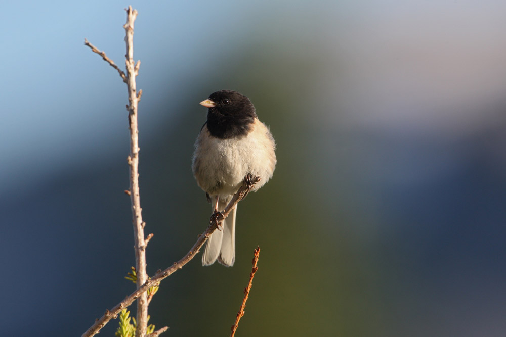 Junko / Junco hyemalis / Dark eyed Junco