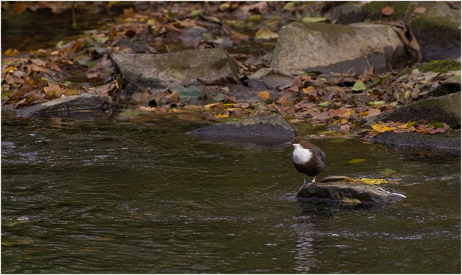 Wasseramsel im Hebst