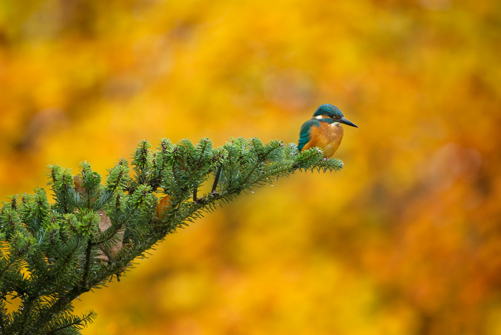 Eisvogel im Herbst