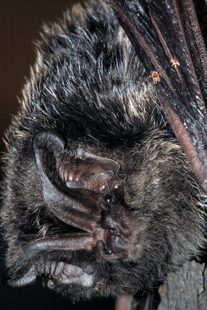 Mopsfledermaus