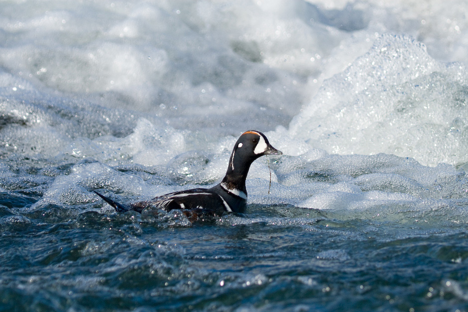 Wildwasser