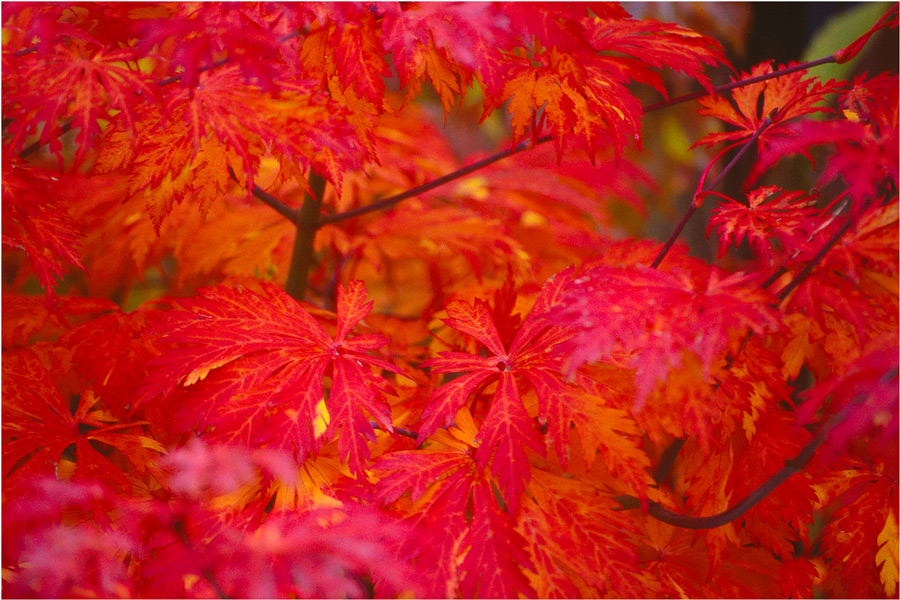 Ahorn im Herbst