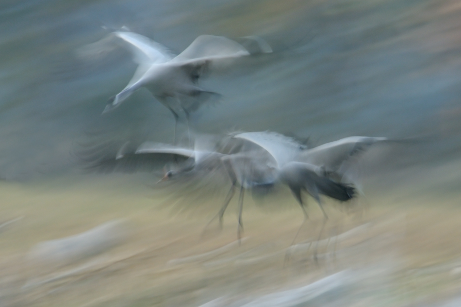 Kraniche im Landeanflug