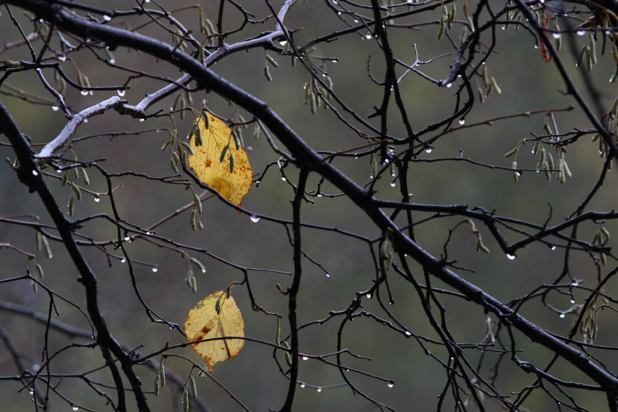 Novemberregen