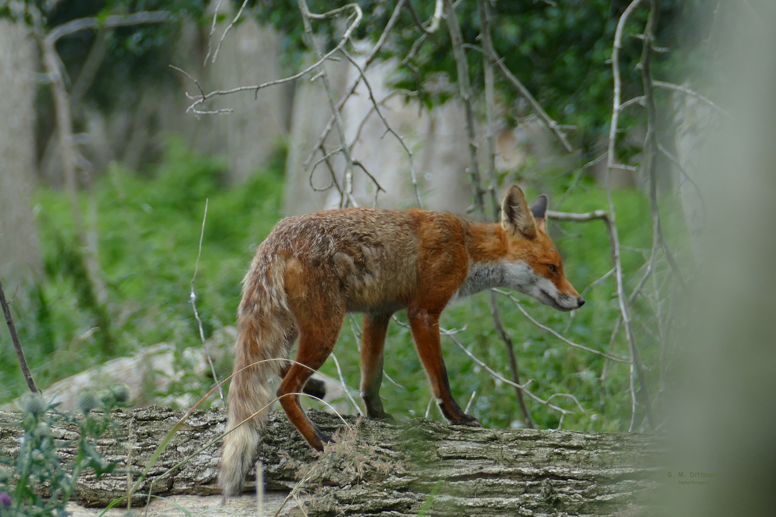 Begegnung im Wald