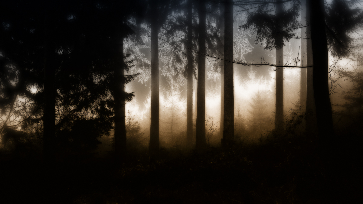 Geheimnisvoller Ort: Wald