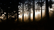Geheimnisvoller Ort: Wald