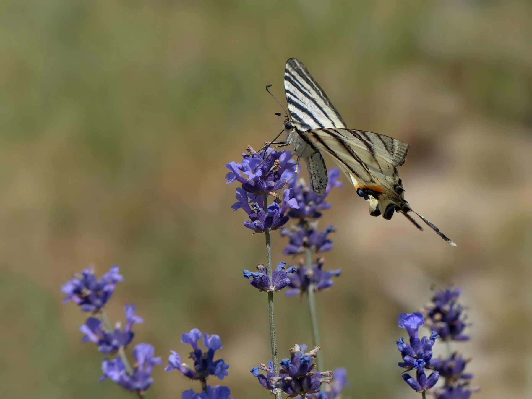 Besuch am Lavendel