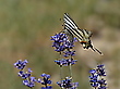 Besuch am Lavendel