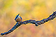 Herbstlicher Kleiber