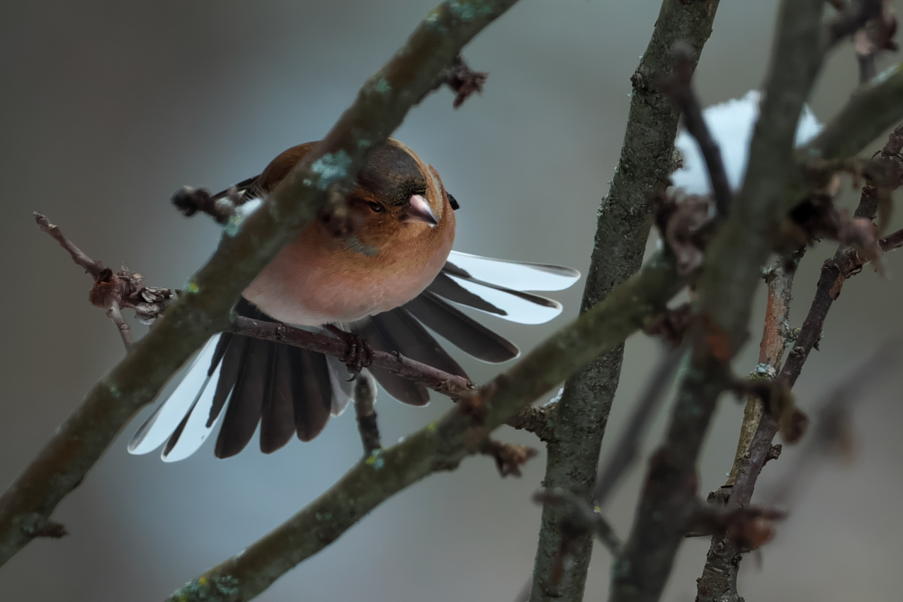 Ein Paradiesvogel...