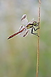 Heidelibelle