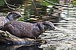 Fischotter - Tierpark Sababurg