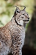Luchs im Herbstlicht