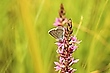 Cyaniris semiargus