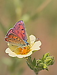 Violetter Feuerfalter