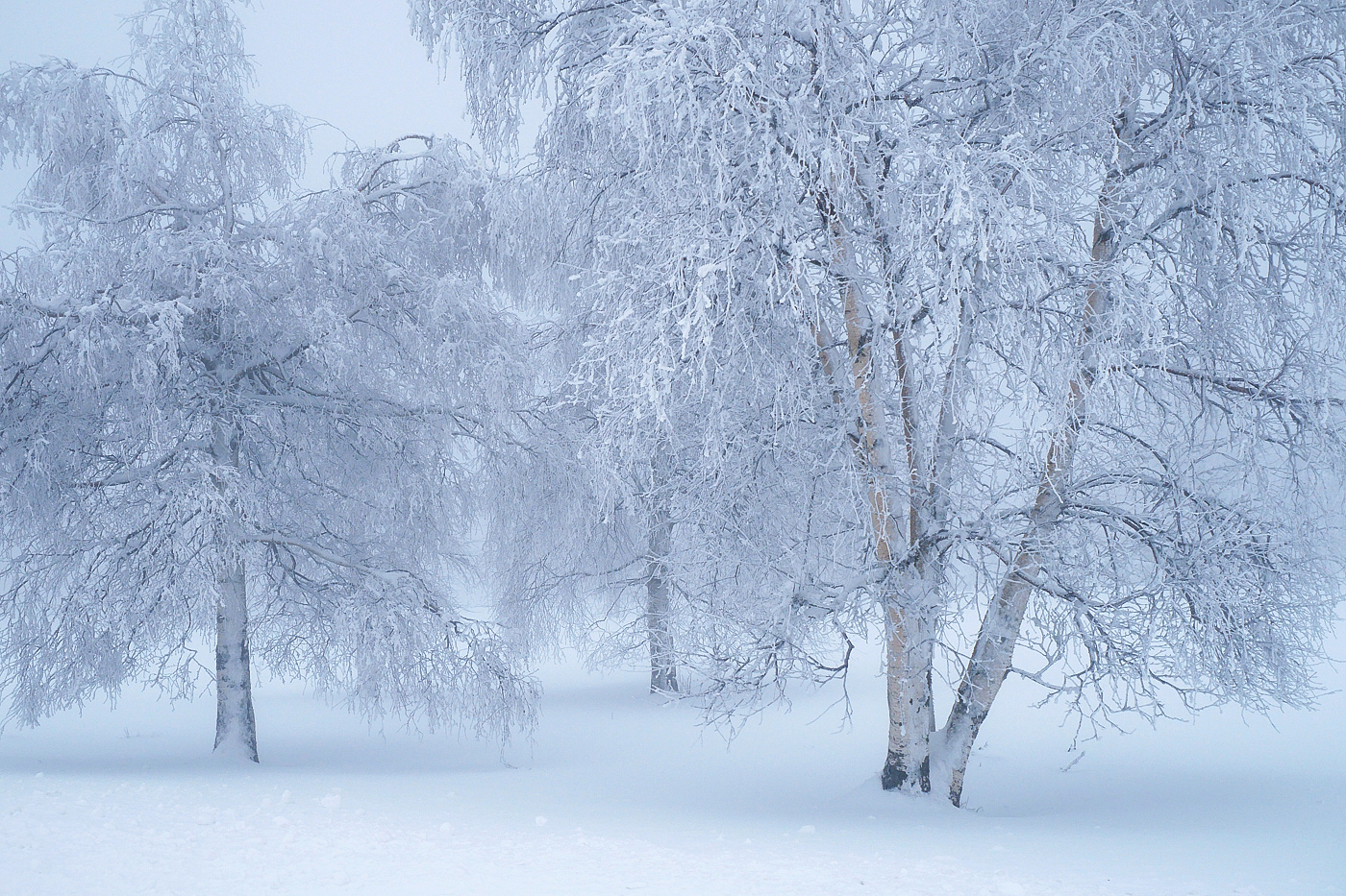 Drei Birken im Schnee