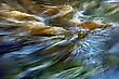Wilde Wasser ...,