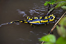 Salamander im Wasser