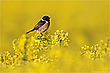 ~ Farbtupfer~