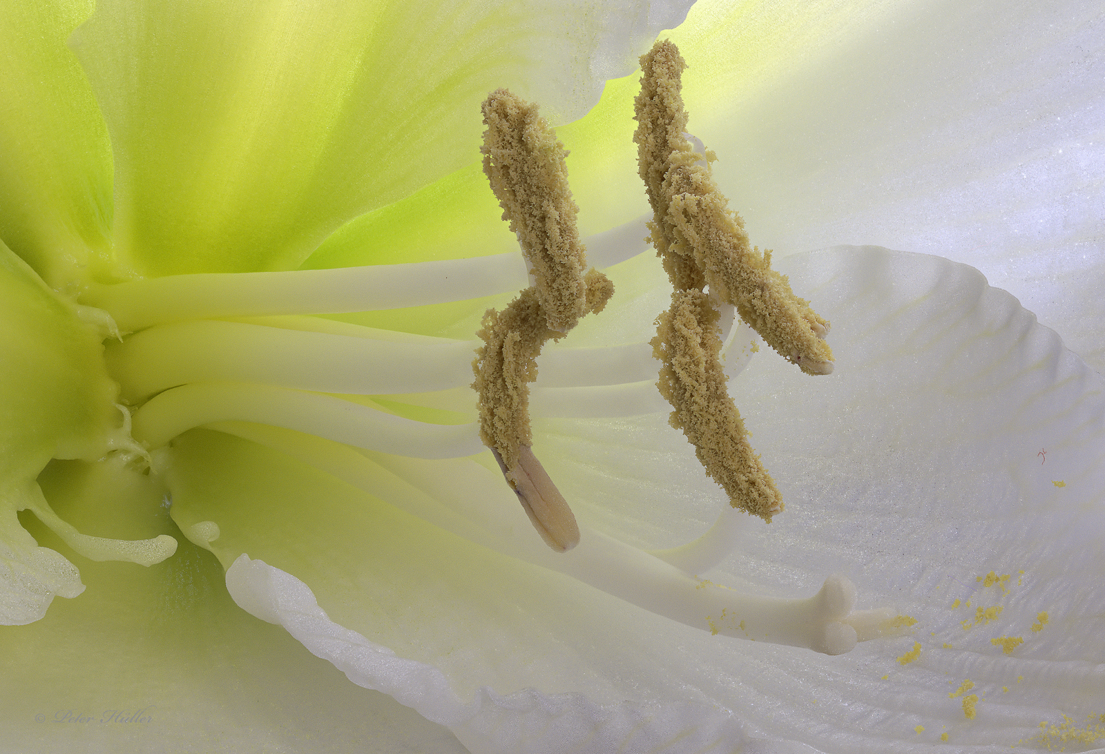 Staubgefäße einer Amaryllis Carmen Weis