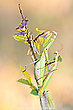 Gottesanbeterin - Mantis religiosa