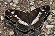Limenitis camilla