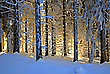 Winterwald in der Abendsonne