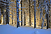 Winterwald in der Abendsonne