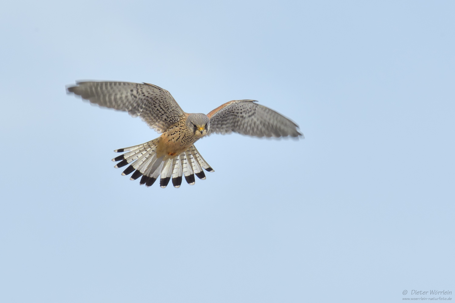 Turmfalke