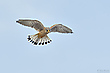 Turmfalke