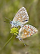 Kopula