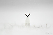 Leise rieselt der Schnee