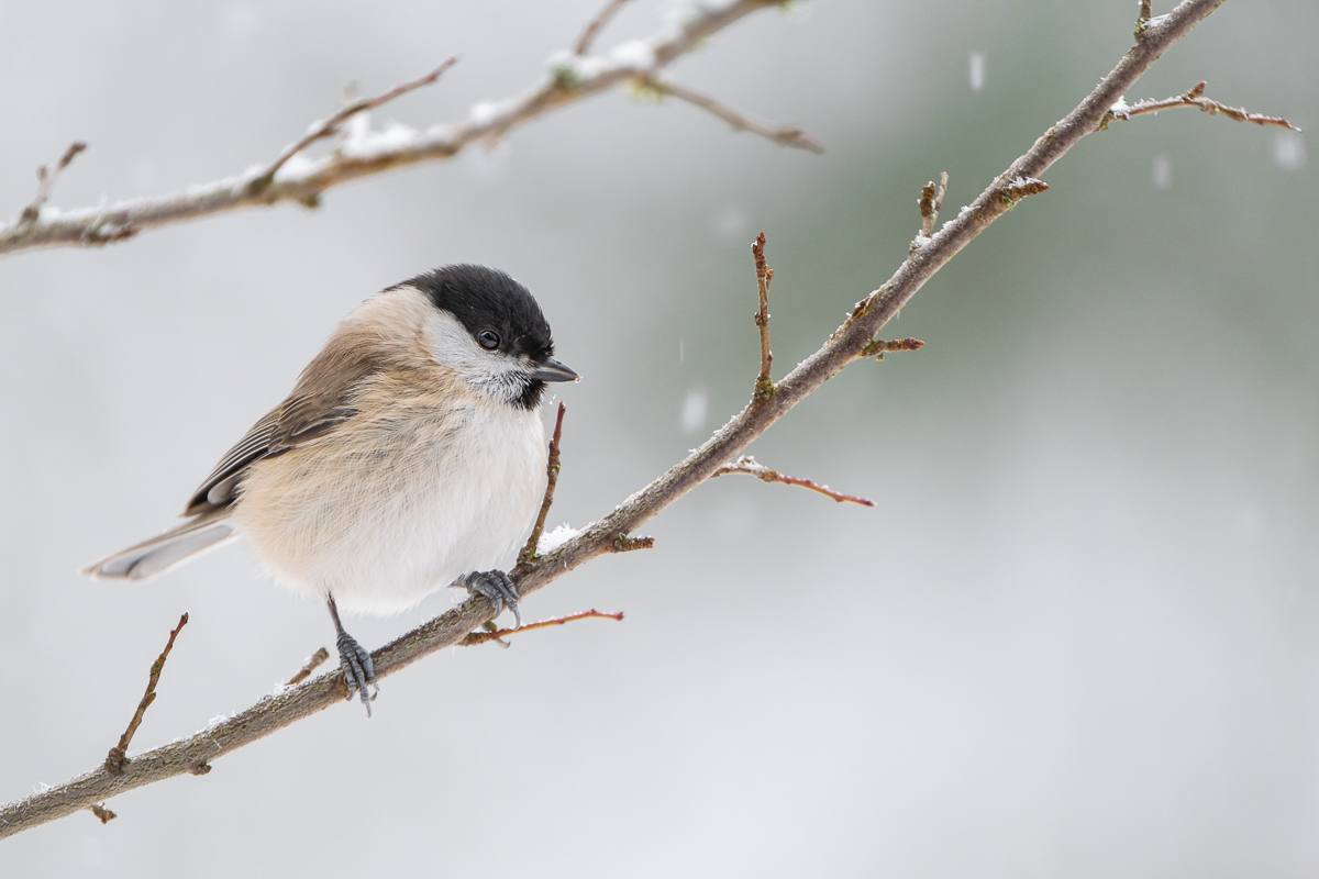 Sumpfmeise im Winter