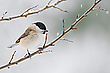 Sumpfmeise im Winter