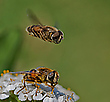 Der Überflieger