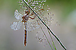 Kleiner Blaupfeil - Dame am Morgen