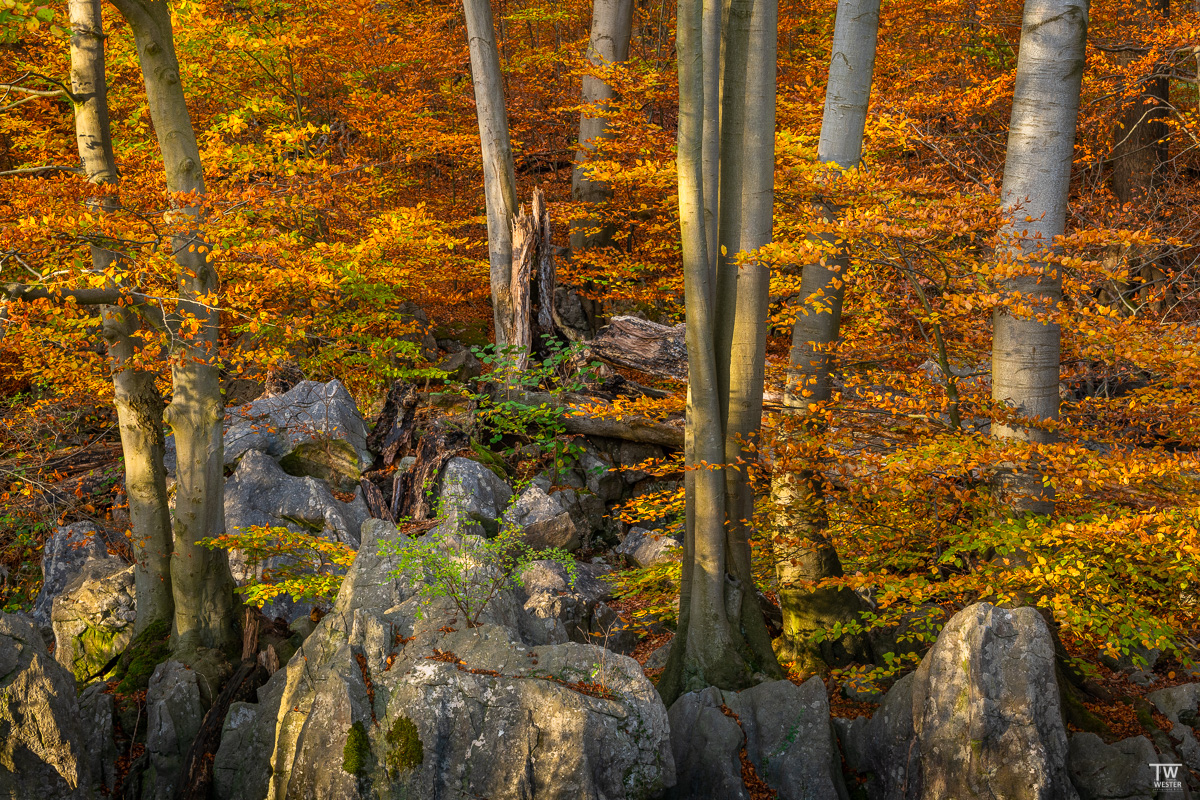 Das verspätete Herbstbild....