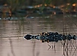 Nilkrokodil im Chobe River