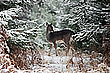 Flöckchen im Winterwald